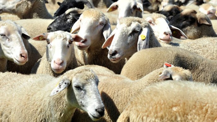 Keine Impfpflicht für Schafe geplant