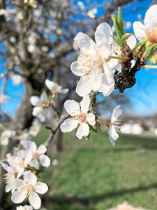Die Kirschblüten zeigen es: Der Frühling ist da. Der März 2021 war aber teilweise auch noch  recht winterlich.Foto: Ungureanu Foto: Schwarzwälder Bote