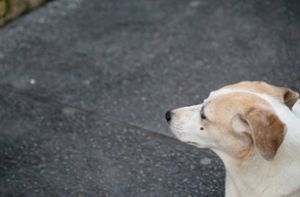 Die Hunde behinderten den Verkehr in Heidelberg. (Symbolbild) Foto: IMAGO/Thales Antonio/IMAGO/Thales Antonio