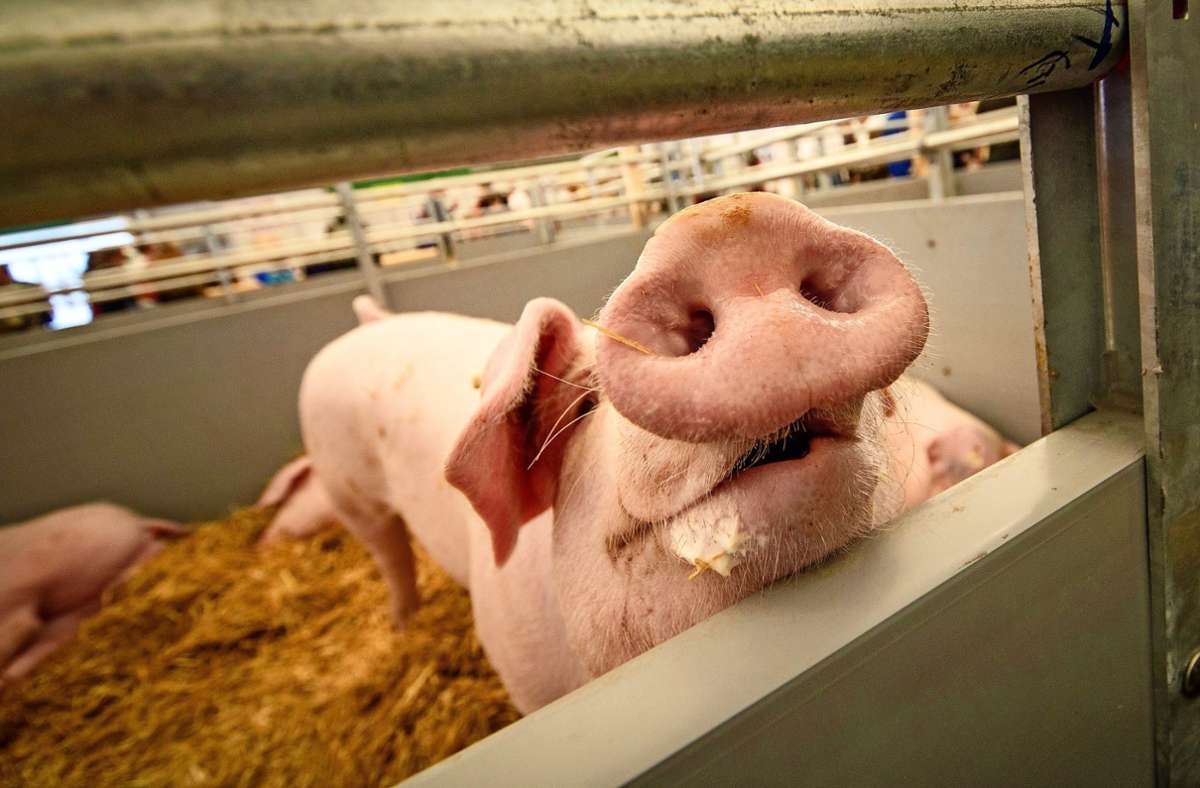 Landwirten macht der niedrige Schweinepreis große Sorgen. Foto: dpa/Christoph Schmidt
