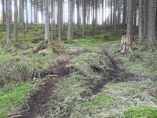 Die Spuren des Motorrads sind nicht zu übersehen: Tiefe Furchen und Krater säumen den Waldboden. Foto: Ginter