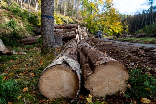 Viel Holz wird nächstes Jahr im Wald eingeschlagen. Foto: Ondøej