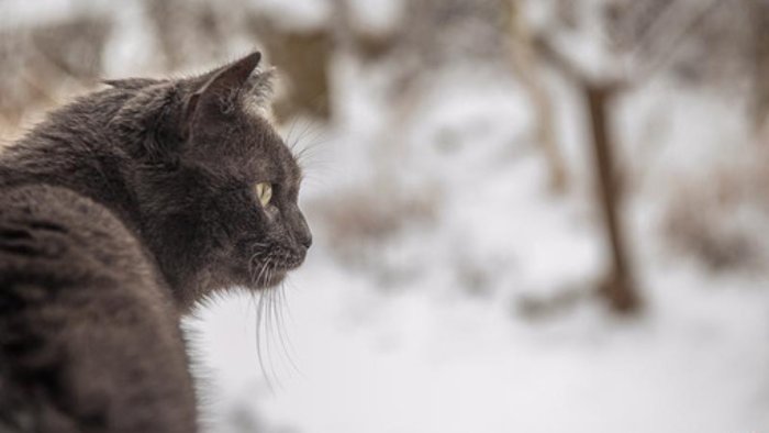 19. Dezember: Tierquäler schießt mit Pfeil auf Katze