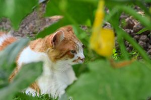 Eine Katzenschutzverordnung wird vom Verein gewünscht.  Foto: Wagner Foto: Schwarzwälder Bote