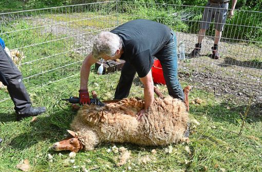 Recht gelassen lassen die Schafe von Gerhard Peral-Müller am Samstag die Schur über sich ergehen und fühlen sich danach sichtlich wohl. Foto: Bantle