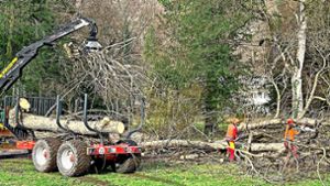 Baumfällarbeiten im Kurpark Bad Imnau Foto: Haid