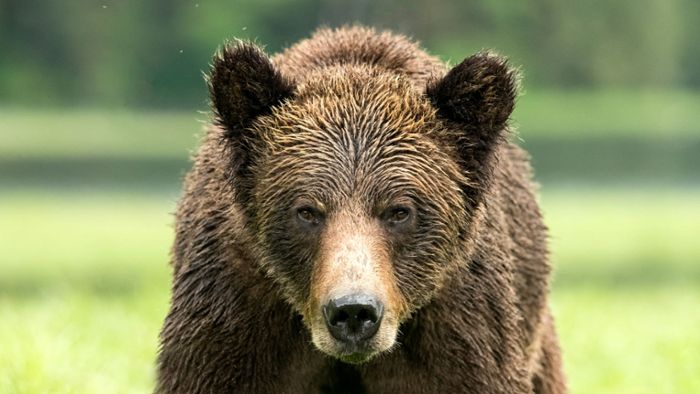 Grizzlybär tötet Paar mit Hund