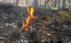 Waldbrände sind gefährlich. Daher gilt es, Vorsichtsmaßnahmen zu beachten.  Foto: Schulze Foto: Schwarzwälder-Bote