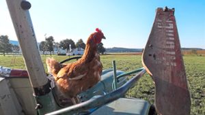 Schwierigkeiten bei mobilem Hühnerstall