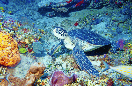 In den farbenprächtigen Korallengärten um Guadeloupe leben fünf der weltweit sieben registrierten Meeresschildkröten-Arten. Foto: Bernhard