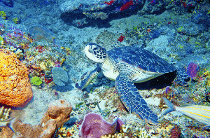 In den farbenprächtigen Korallengärten um Guadeloupe leben fünf der weltweit sieben registrierten Meeresschildkröten-Arten. Foto: Bernhard