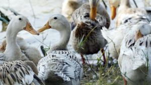 Wie gefährlich ist die Vogelgrippe?