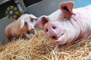 Hausschweine können unter anderem von Wildschweinen mit der afrikanischen Schweinepest angesteckt werden. Bislang sind aber keine Fälle in Deutschland bekannt. Foto: Murat Foto: Schwarzwälder Bote