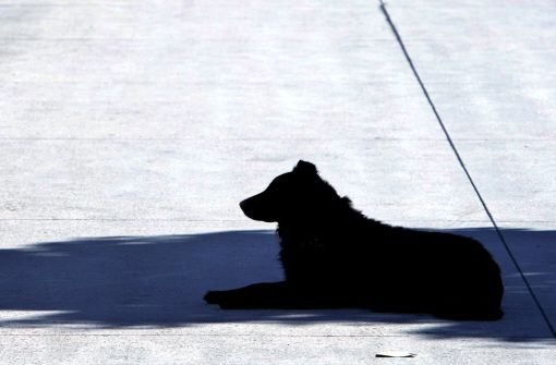 Ein entlaufender Hund reist am Freitagmorgen ganz alleine Bahn. (Symbolbild) Foto: dpa