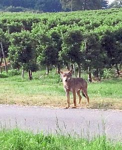 Kürzlich wurde ein Wolf bei Überlingen in einer Obstplantage gesichtet, wahrscheinlich ist das Tier weitergewandert und wurde bei Bad Dürrheim ebenfalls fotografiert.  Foto: Forstliche Versuchsanstalt Baden-Württemberg Foto: Schwarzwälder-Bote