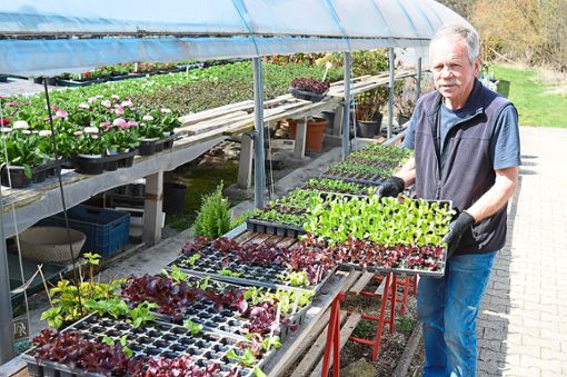 Stark zugenommen hat bei Gärtnermeister Norbert Rist in dessen Familienbetrieb die Nachfrage nach Salat- und Gemüsesetzlingen aller Art.Foto: Bantle Foto: Schwarzwälder Bote