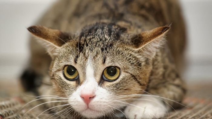 Katzen leiden unter Dreck in Rottweiler Wohnung