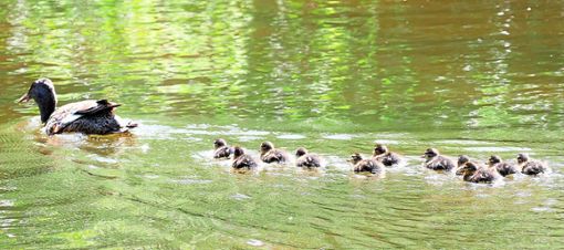 Zusätzlich zum Schwanennachwuchs sind nun auch Entenküken auf dem Liebenzeller Stadtsee unterwegs. Fotos: Ketterle Foto: Schwarzwälder Bote