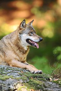 Ist oder war ein Wolf in Bochingen unterwegs? Eine Albstädterin ist sicher: Sie hat ihn gesehen.  Foto: Wagner, Jagdverband