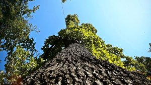 Stadtverwaltung plant  besseren Schutz für Bäume