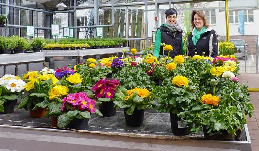 Für Eva Mohr und Sabine Renner bei Blumen Breyer ist der Frühling zumindest in seiner Farbenpracht greifbar nah. Foto: Sickel