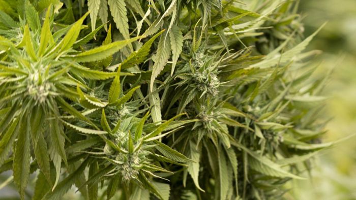 Hunderte Cannabispflanzen im Auto geschmuggelt