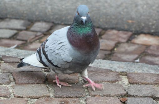 In Balingen wurde eine Taube schwer verletzt in der Friedrichstraße aufgefunden. (Symbolbild) Foto:  