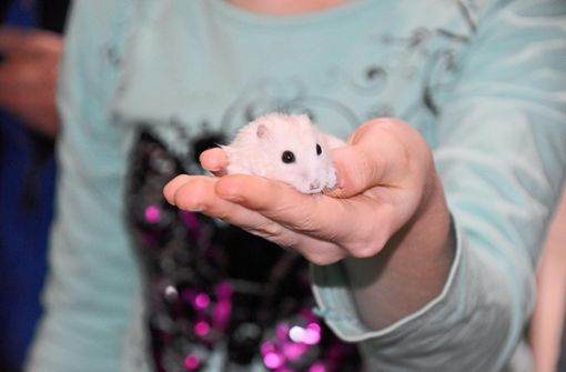 Hunde, Katzen, Hamster und Meerschweinchen gibt es mittlerweile im Aufnahmezentrum Offenburg. Auf unserem Foto hält eine 13-Jährige stolz einen ihrer Hamster in die Kamera, den sie aus ihrer Heimat retten konnte. Foto: Armbruster
