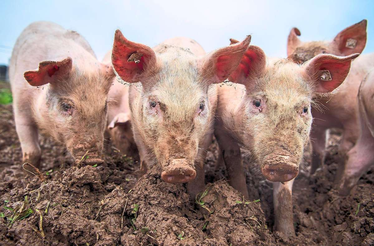 In einem Schweinemastbetrieb im Landkreis Emmendingen ist es zu einem Ausbruch der Afrikanischen Schweinepest gekommen. Das Land will nun abklären, ob es sich um einen einzelnen Ausbruch handelt, oder ob etwa auch Wildschweine in der Region befallen sind.