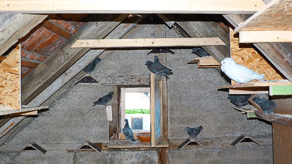 Im Dachspitz »wohnen« bereits Tauben – auch ein etwas anderes Exemplar, wohl aus einer ehemaligen Zucht, ist darunter.
