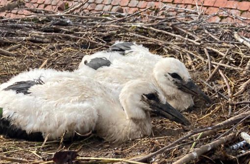Jungvögel im Nest – derzeit sind es 125 auf der Ostbaar. Foto: Bartler