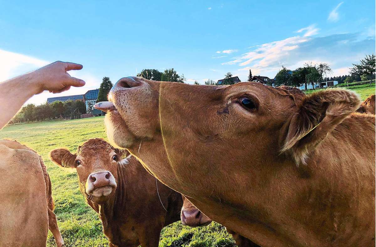 Die Limousin-Rinder sind seit mittlerweile 30 Jahren in Altensteig heimisch. Foto: Lamparth