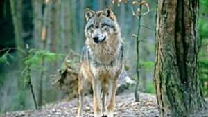 Warum mancher Wolfs-Nachweis zum Abschuss führt