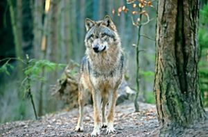 Sichere Wolfs-Nachweise werden durch genetische Untersuchungen ermöglicht – und die können einiges verraten. Foto: © Reise-und Naturfoto - stock.adob/Andreas Rose