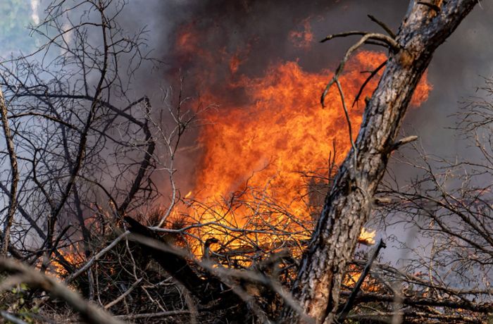 Waldbrand bei Jüterbog: Einsatz bleibt zäh – Rückschlag für Wildnisgebiet