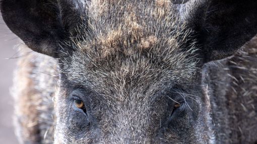 Die Aujeszkysche Krankheit breitet sich unter Wildschweinen aus und kann auch Haustiere betreffen. Foto: dpa-Zentralbild/dpa/Jens Büttner