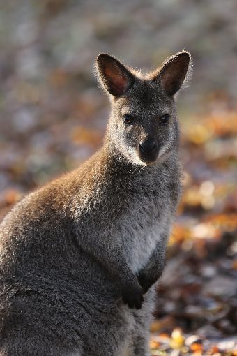 Aus einem Tierpark in Bretten sind zwei Wallabys (kleine Kängurus) ausgebüxt. Mit zwei Fahndungsfotos möchte die Polizei den beiden Ausbrecher-Kängurus nun auf die Spur kommen.  Foto: Polizei
