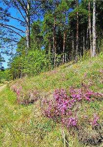 Der Baar kommt floristisch und faunistisch eine ganz besondere Bedeutung im europäischen Biotopverbund zu. Foto: Privat Foto: Schwarzwälder-Bote