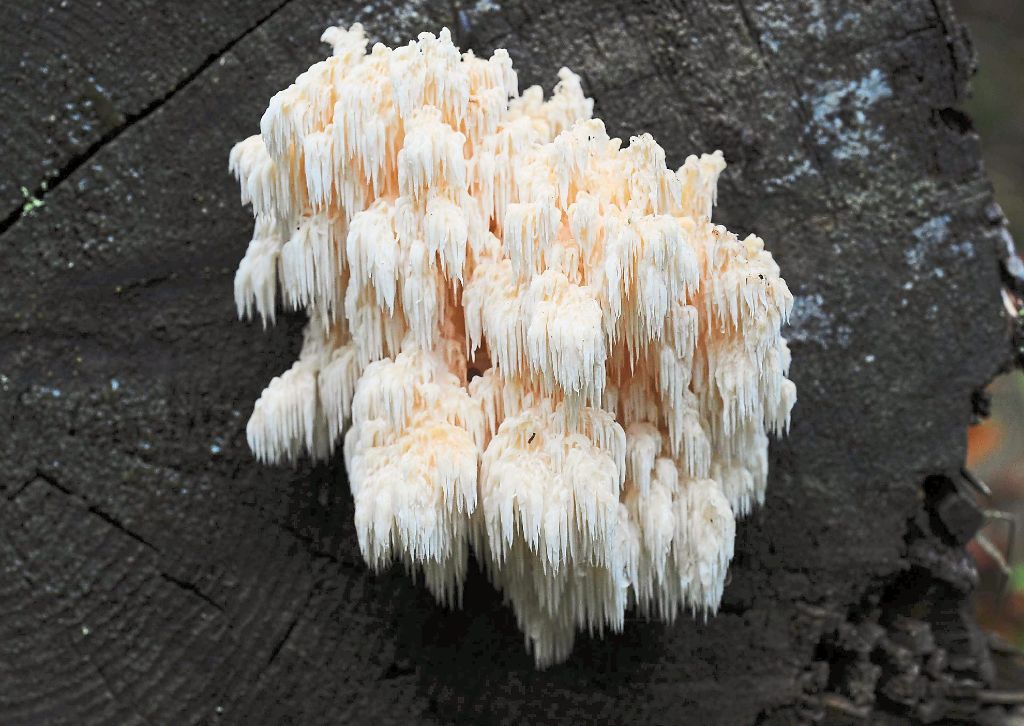 Bizarre Schönheit:  Seltene Pilze wie dieser Tannenstachelbart sind im Gebiet des Nationalparks wieder heimisch.  Foto: Popa Foto: Schwarzwälder-Bote