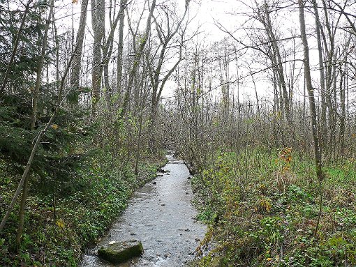 Idyllisch fließt der Riedbach durch den  Wald am Ellenberg. Wie das Gebiet künftig bewirtschaftet wird, sollen die Bürger miteinscheiden. Foto: Schnurr Foto: Schwarzwälder-Bote