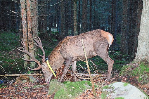 Er ist das größte Säugetier der heimischen Wälder, aber wegen intensiver Jagd  ist er scheu und nur selten zu sehen: Der Rothirsch zieht sich meist tief in den Wald zurück. Foto: Nationalpark