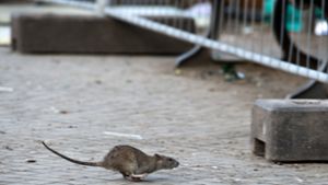 Rattenproblem bei der Deutenbergsporthalle