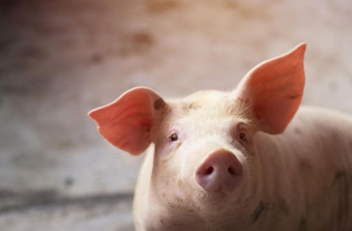 Bis zu 2000 Schweine sollen im Gärtringer Schlachthof wöchentlich geschlachtet werden. Die Stadt Rottenburg möchte die Einrichtung mitnutzen. Foto: © krumanop – adobe.stock.com