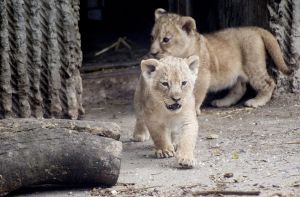 Im Internet sammeln sich immer mehr Gegner der Löwentötung im Kopenhagener Zoo. Foto: dpa