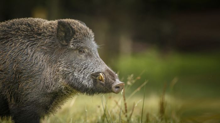 Wilderer erschießt Tier im Wald bei Würzbach