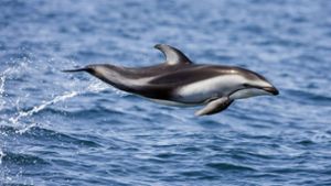 Tausende Delfine vor Kaliforniens Küste gesichtet
