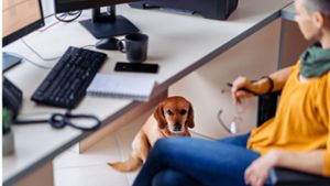 Ein Hund im Büro – vier Hundehalter erzählen