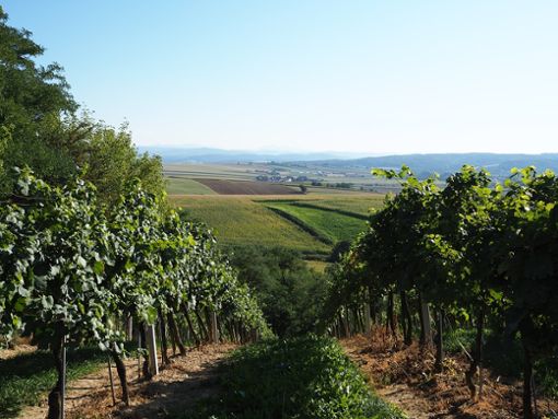 Das Weinviertel ist Österreichs größtes Anbaugebiet. Foto: www.pixabay.de