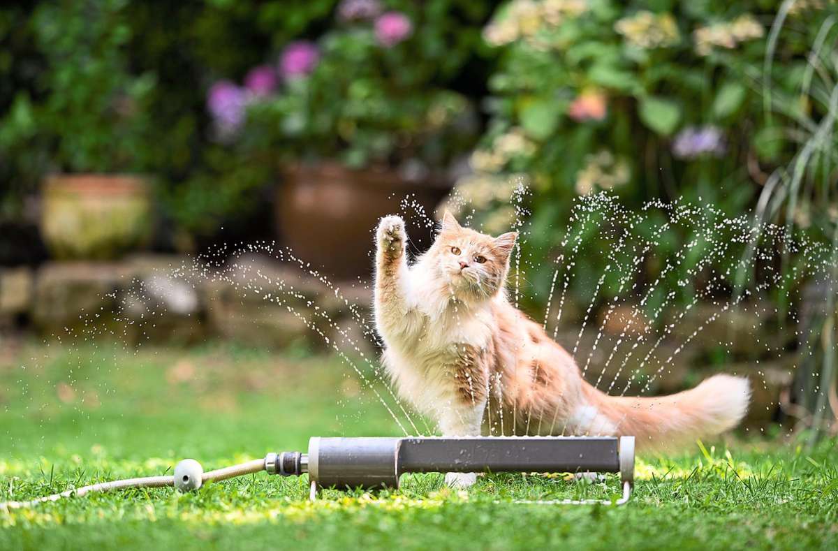 Im Sommer wird es auch für Vierbeiner unangenehm. Wasser kann da Abhilfe schaffen. Foto: © FurryFritz - stock.adobe.com