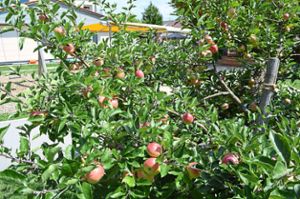 Wie die Apfelernte tatsächlich ausfällt, entscheidet die weitere Wetterlage. Foto: Herzog Foto: Schwarzwälder Bote
